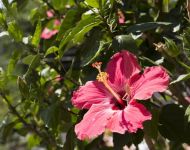 Fiori Timpa Acireale
